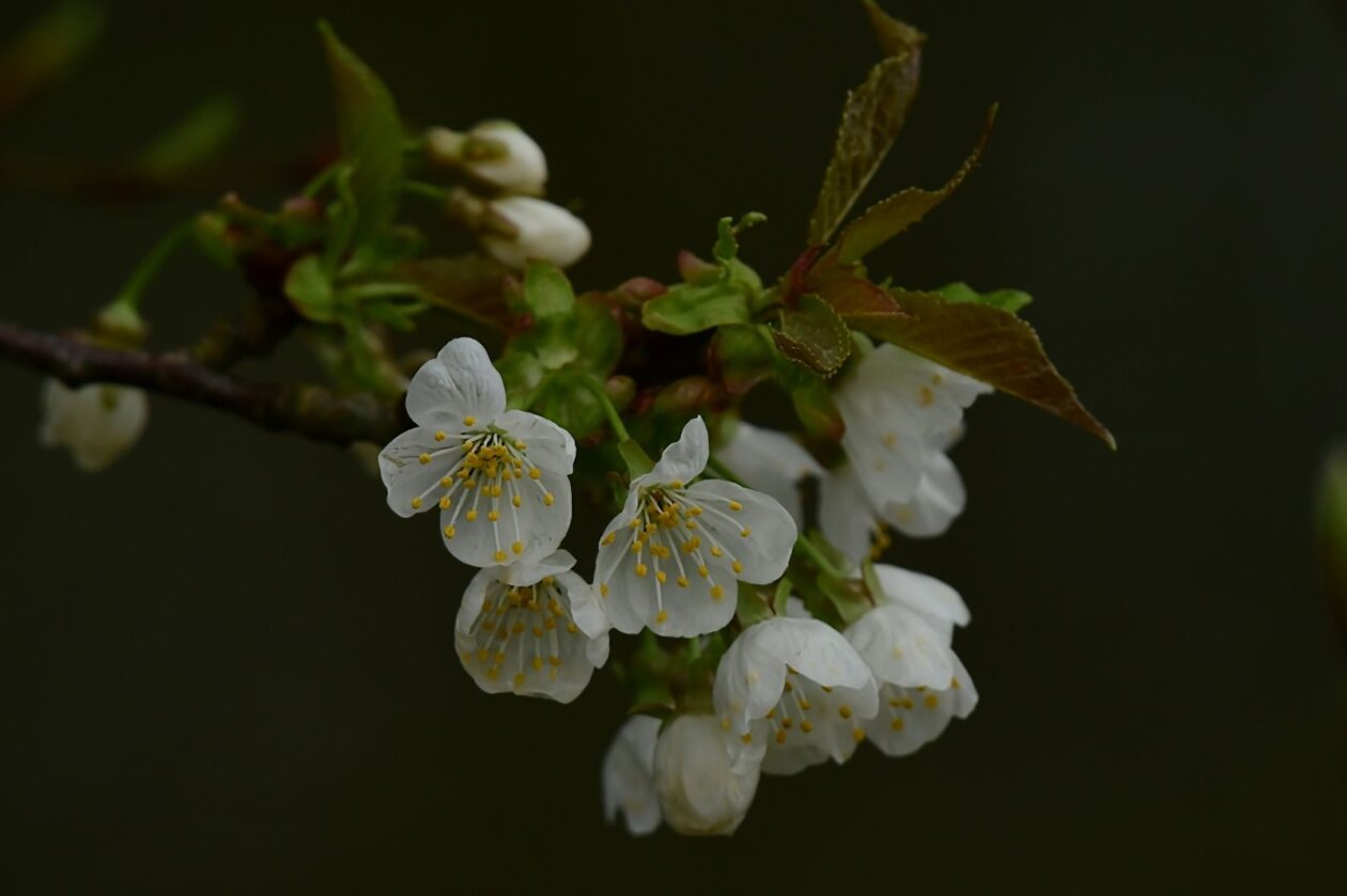Priroda Danijel Mikolaj Priroda Danijel Mikolaj