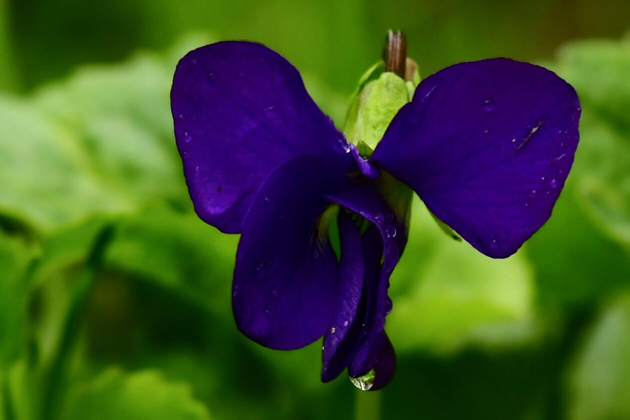 Priroda Danijel Mikolaj Priroda Danijel Mikolaj