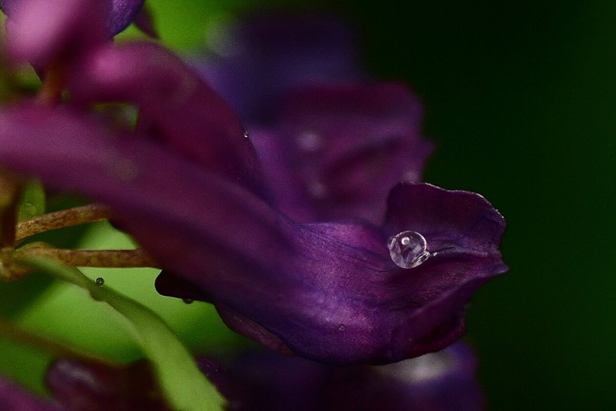 Priroda Danijel Mikolaj Priroda Danijel Mikolaj