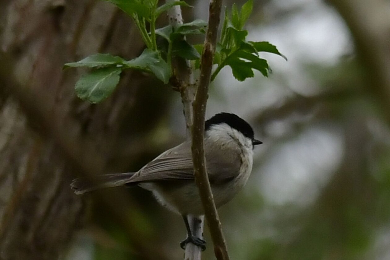 Priroda Danijel Mikolaj Priroda Danijel Mikolaj