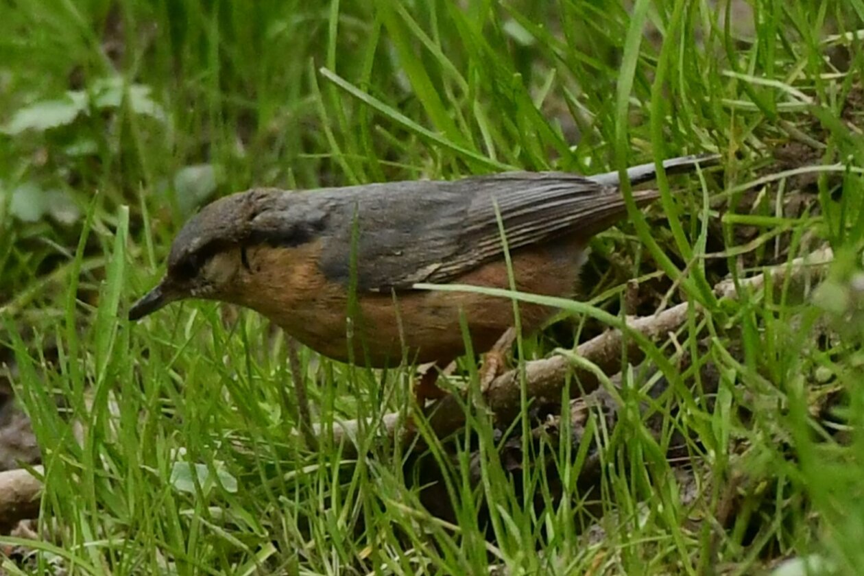 Priroda Danijel Mikolaj Priroda Danijel Mikolaj