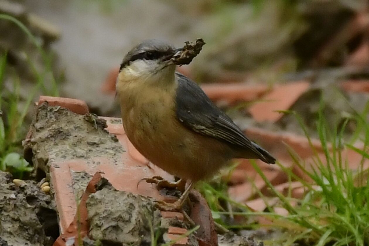 Priroda Danijel Mikolaj Priroda Danijel Mikolaj