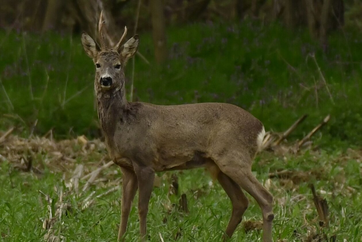 Priroda Danijel Mikolaj Priroda Danijel Mikolaj