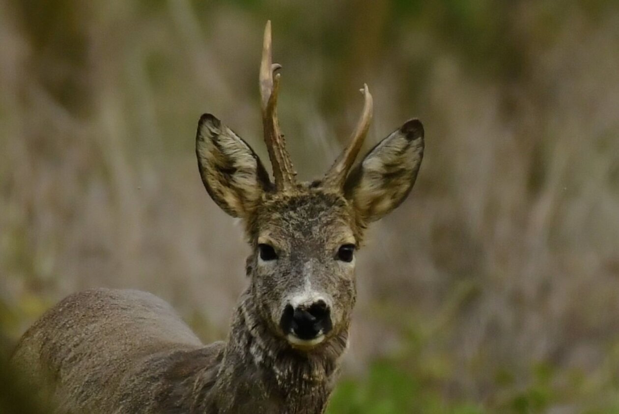 Priroda Danijel Mikolaj Priroda Danijel Mikolaj