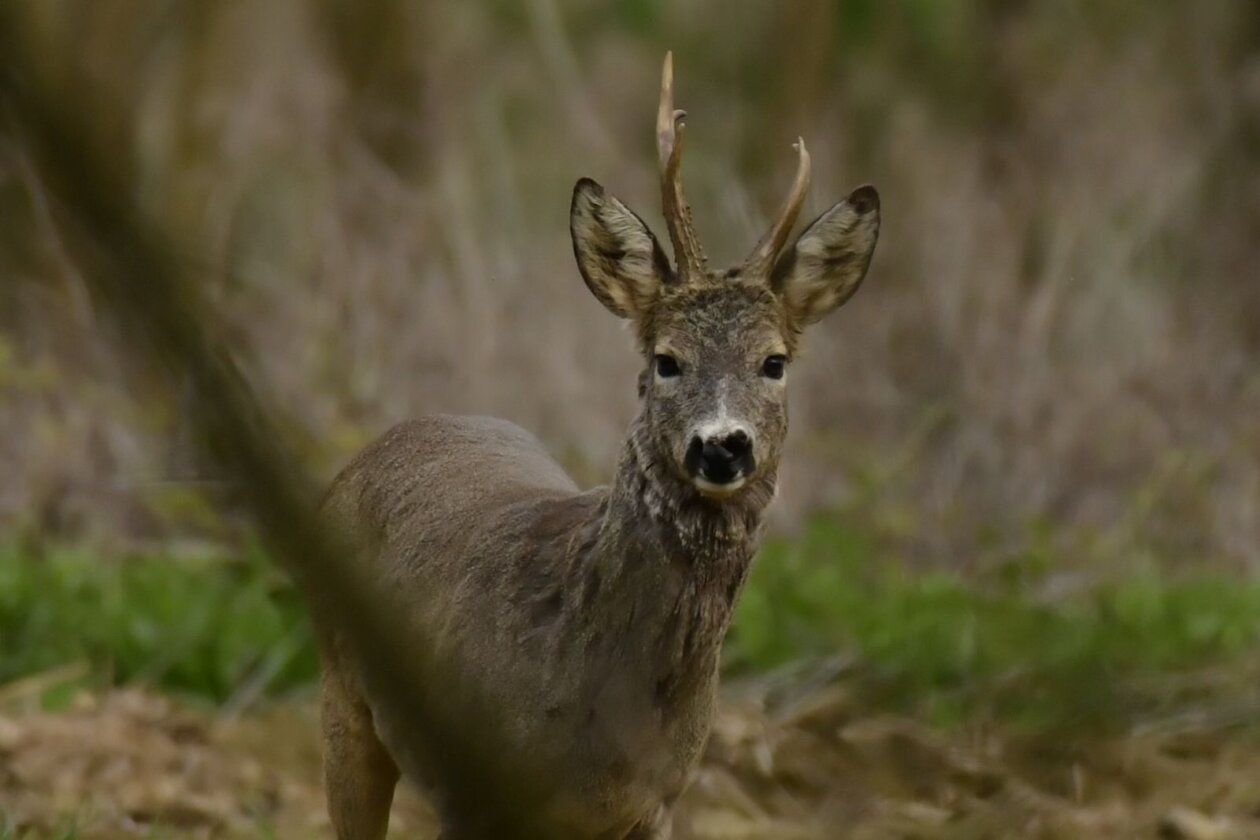 Priroda Danijel Mikolaj Priroda Danijel Mikolaj