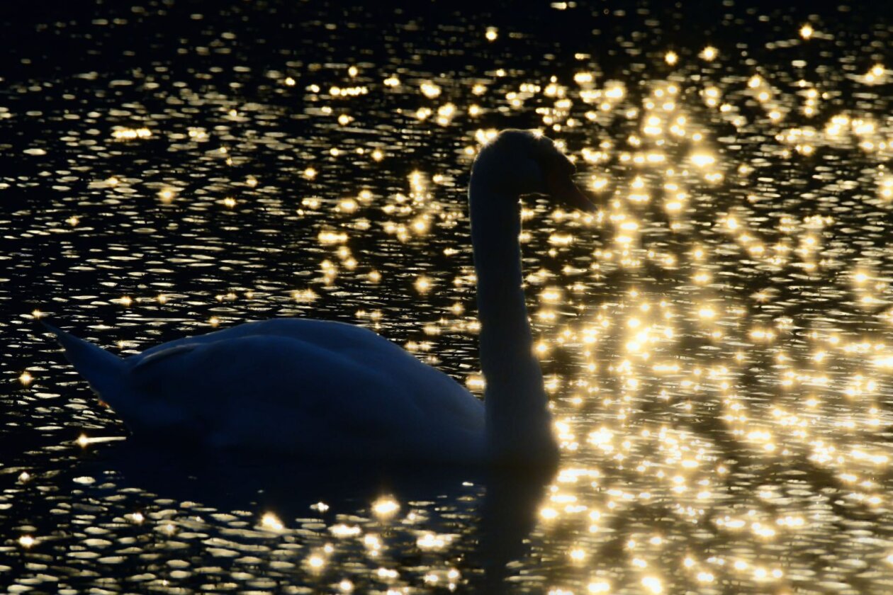 1000000297 1000000297