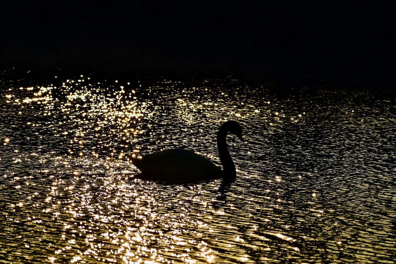 1000000298 1000000298