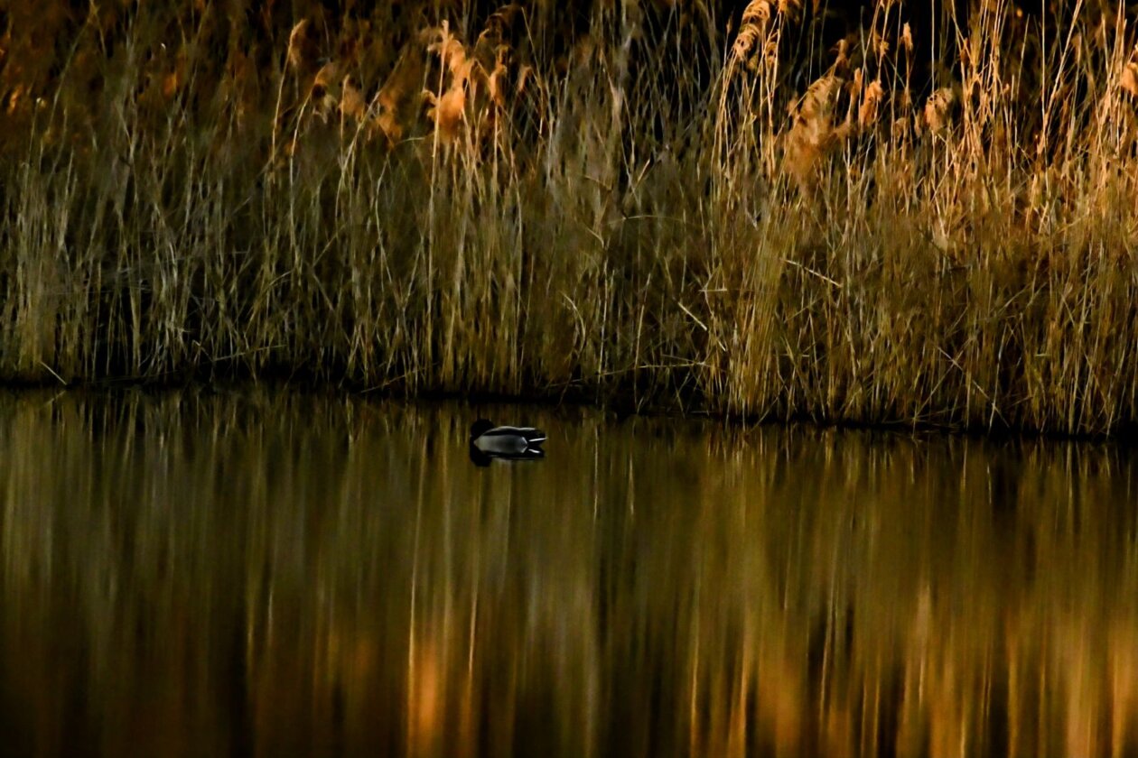 1000000300 1000000300