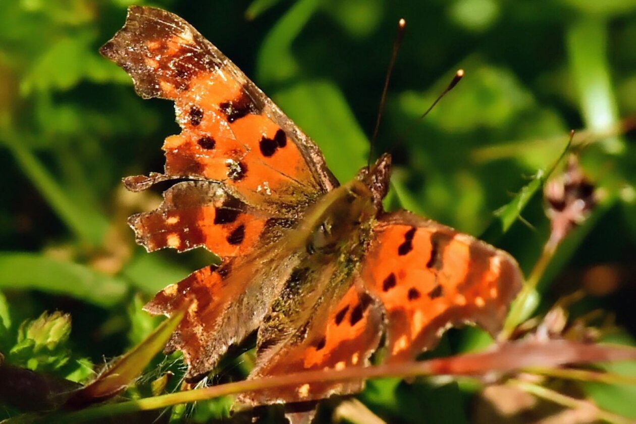 1000000310 1000000310