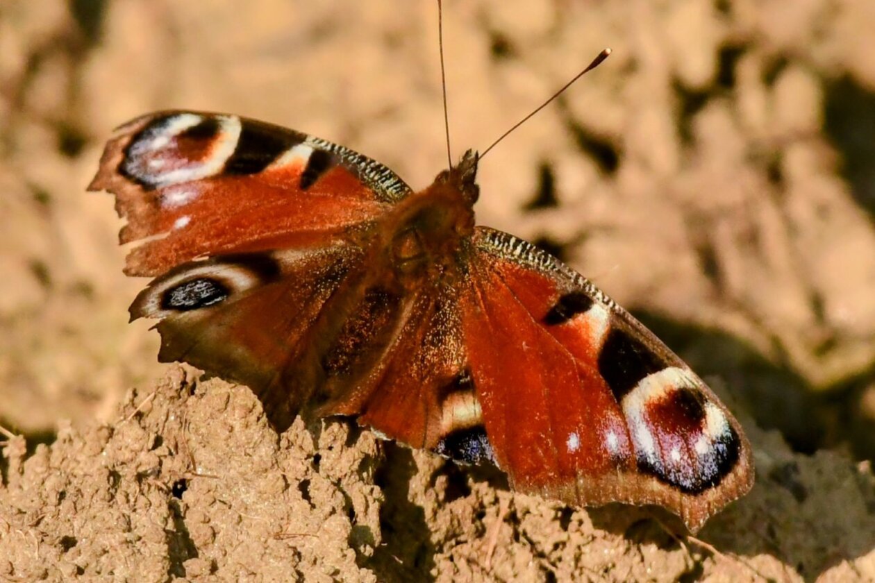 1000000312 1000000312