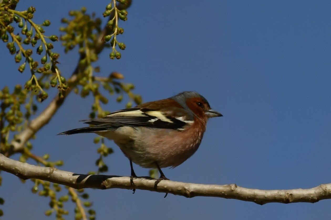 Priroda Danijel Mikolaj Priroda Danijel Mikolaj
