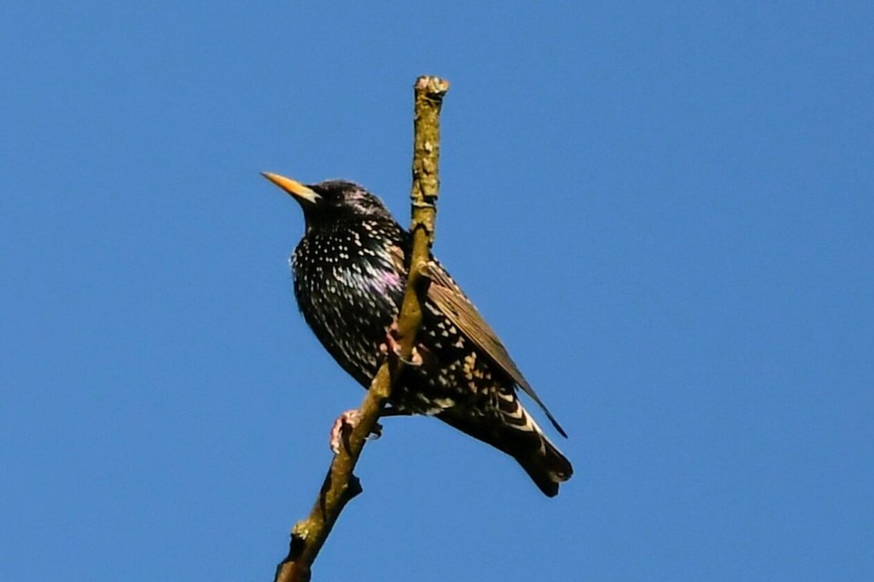 1000000386 1000000386