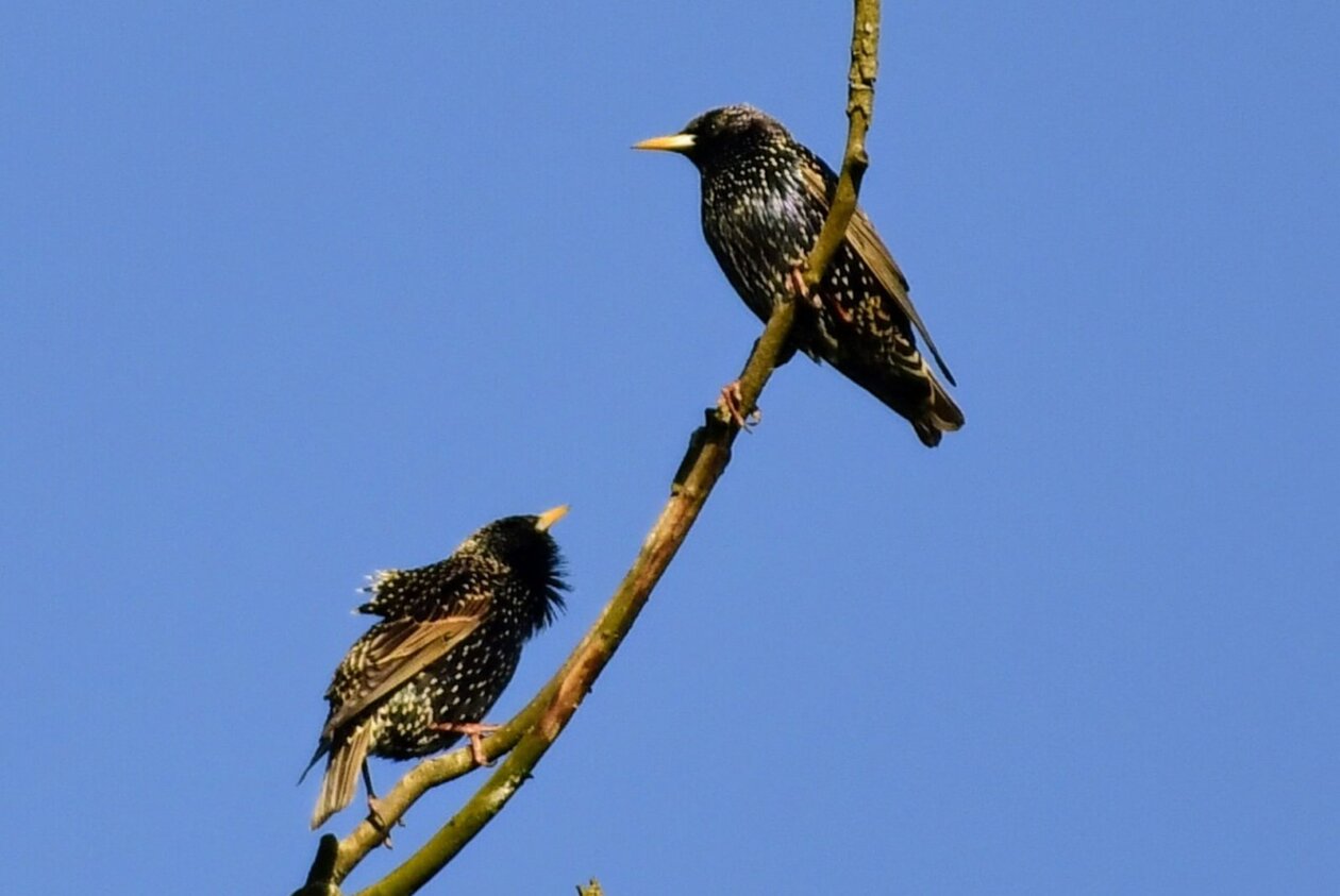 1000000387 1000000387