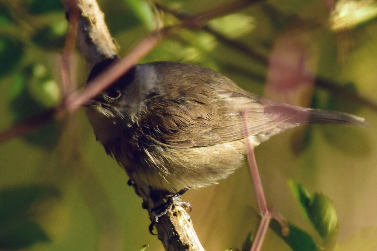 1000000388 1000000388