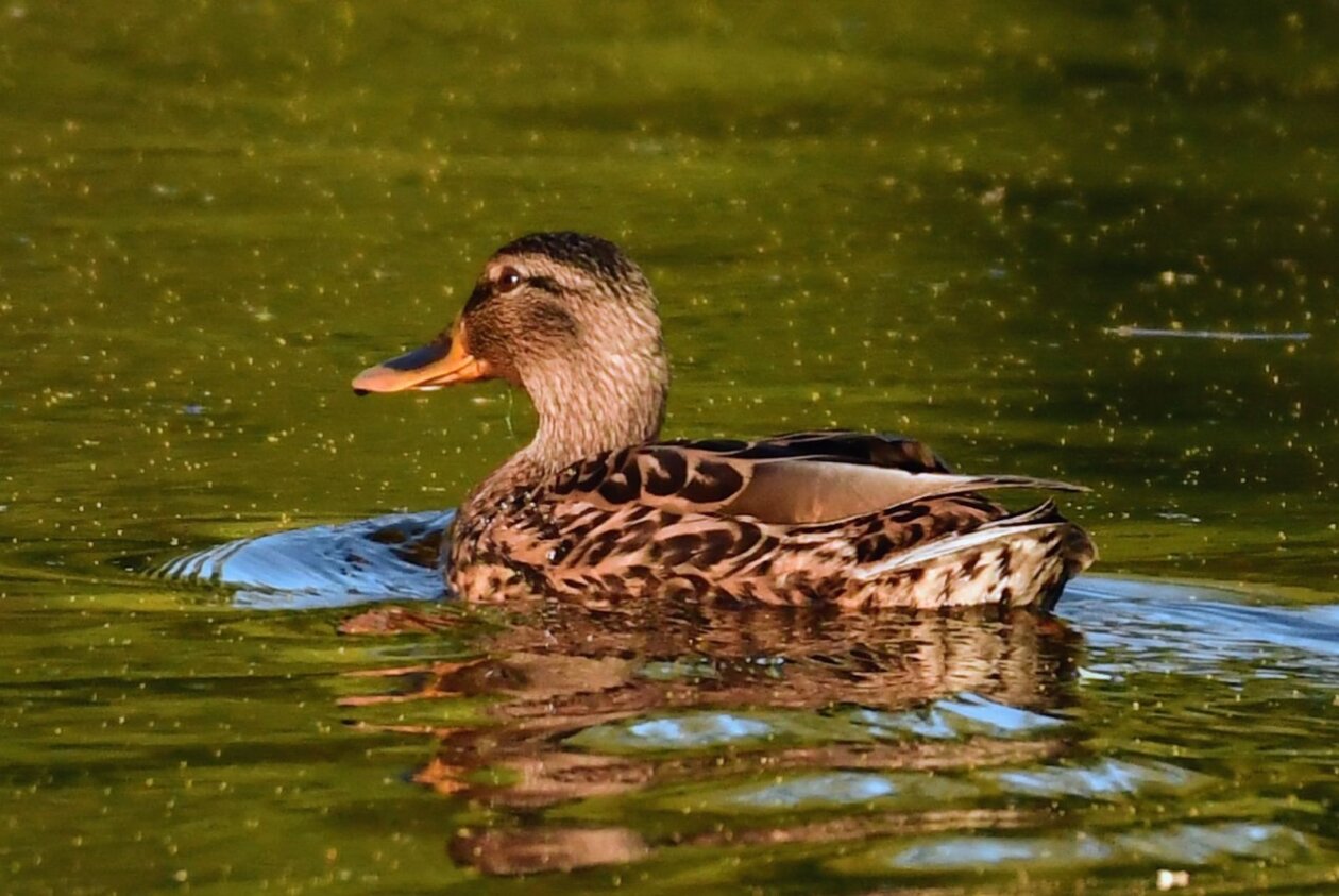 1000000395 1000000395