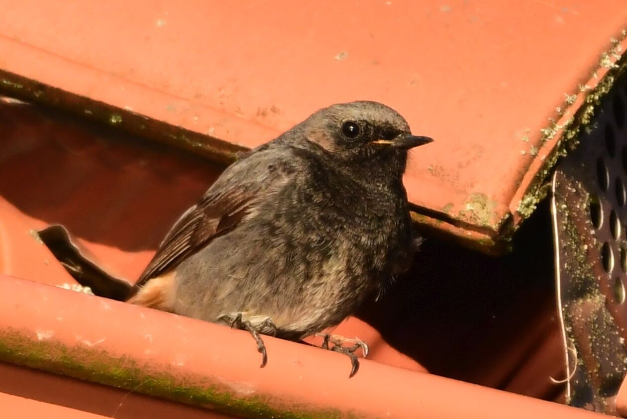 1000000398 1000000398