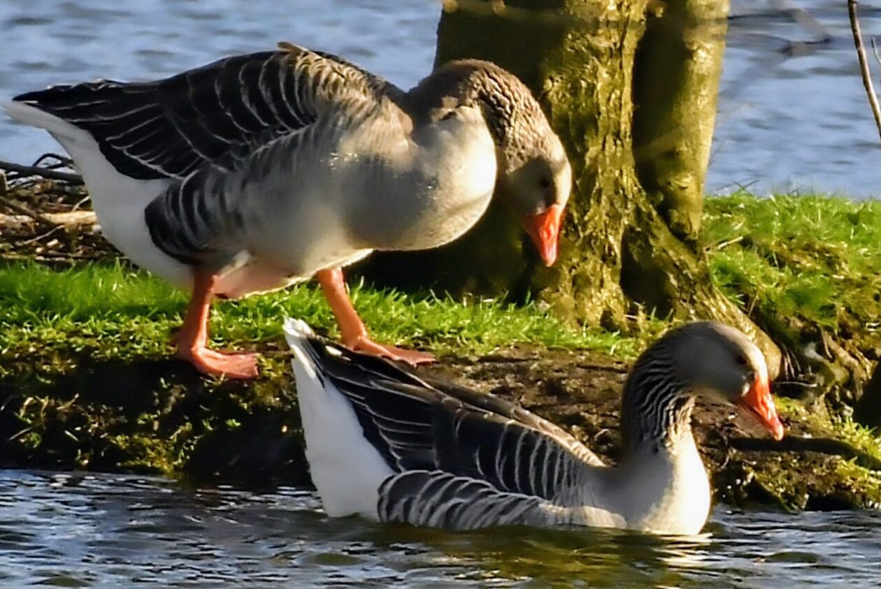 1000000411 1000000411