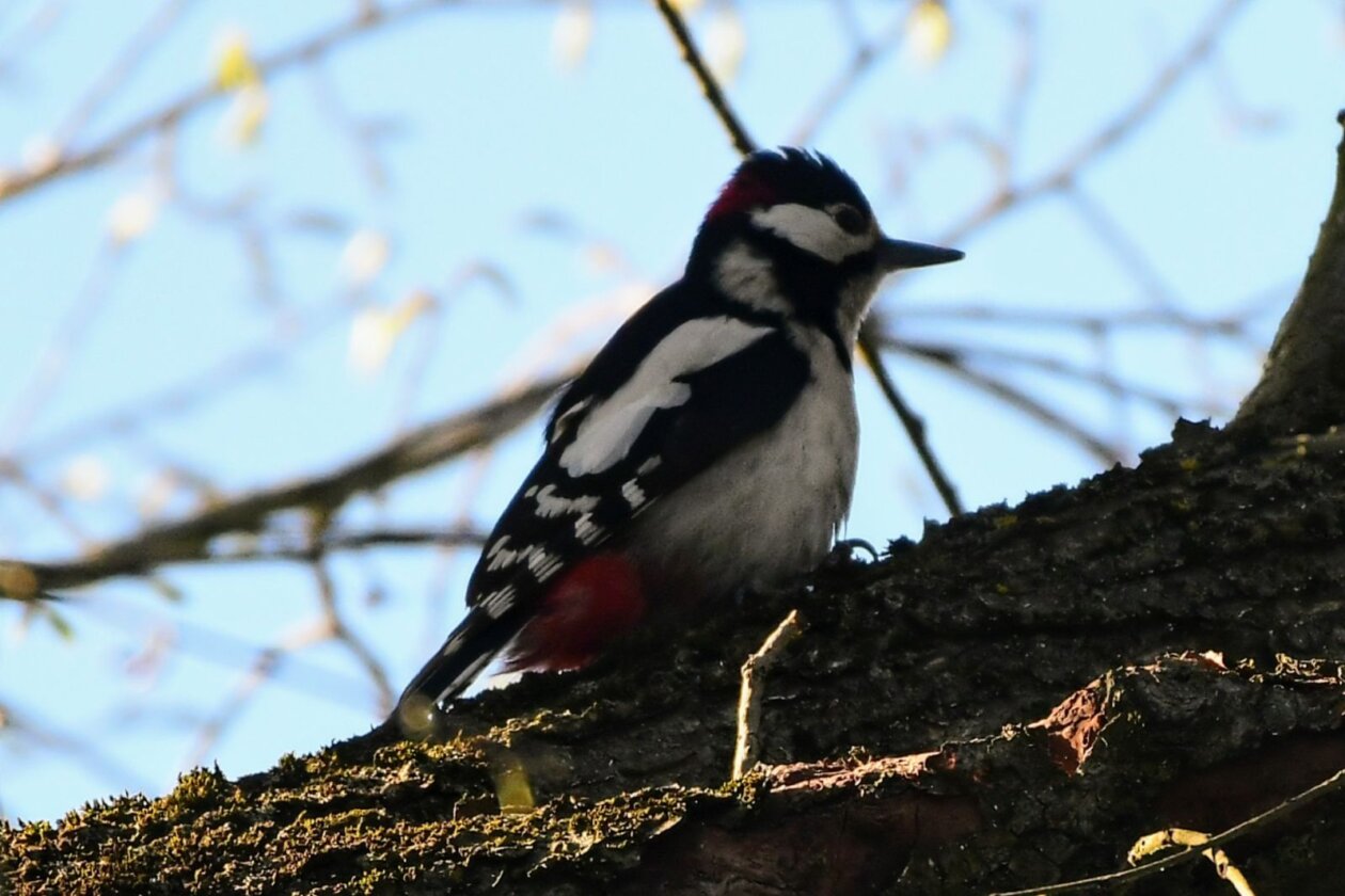 1000000413 1000000413