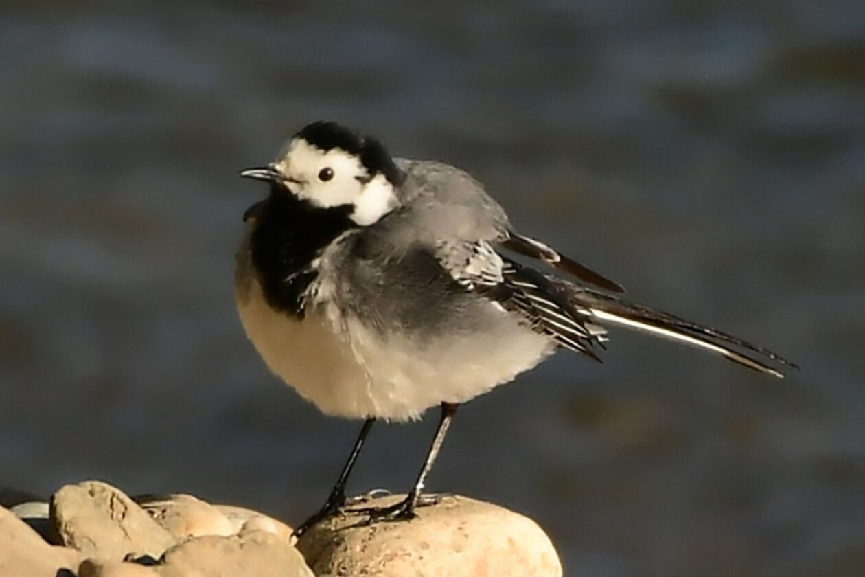 1000000415 1000000415