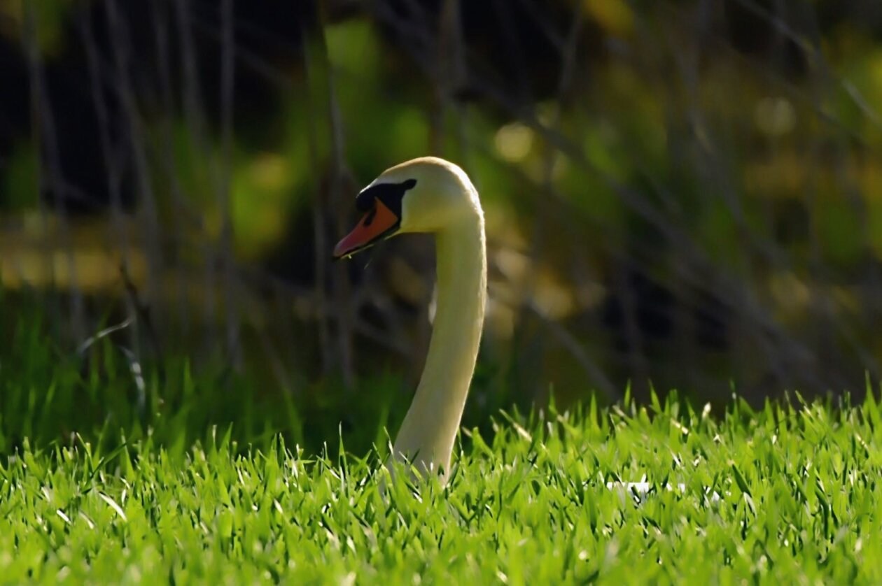 1000000426 1000000426