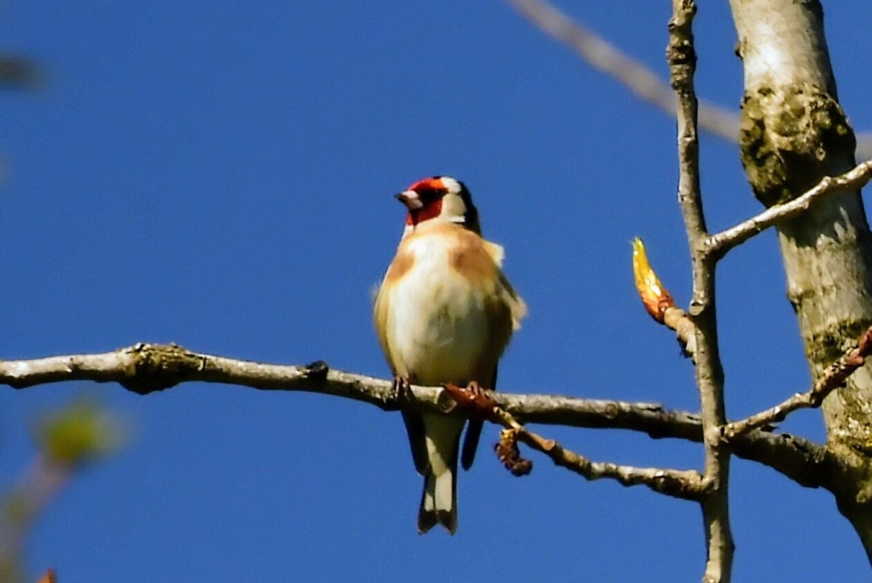 1000000429 1000000429