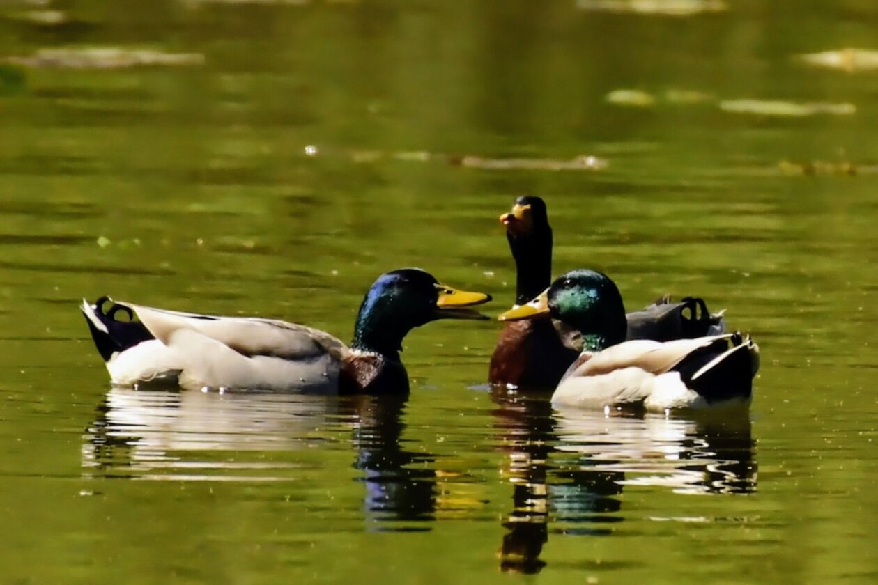 1000000433 1000000433