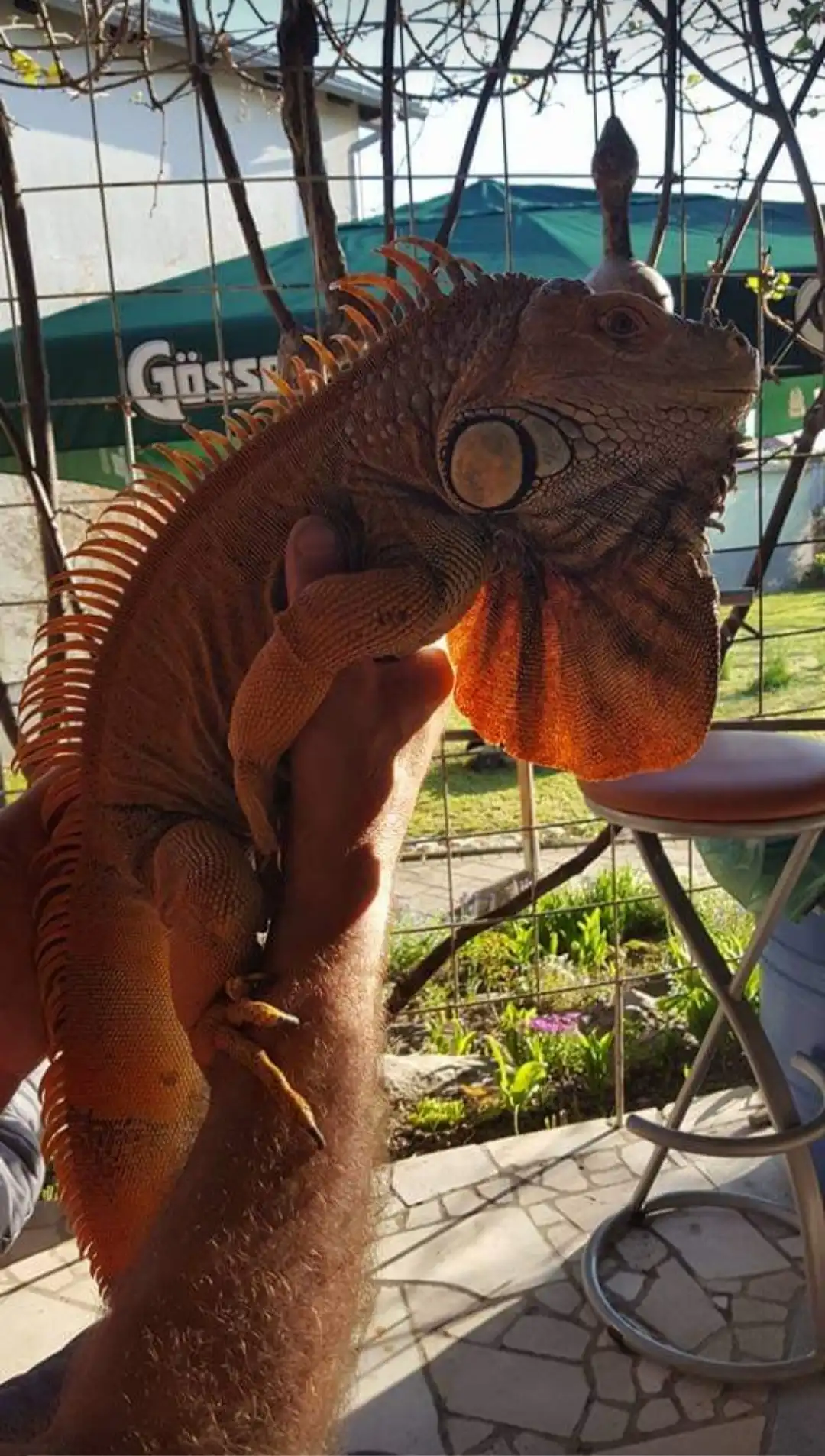 Elvis iguana Elvis iguana