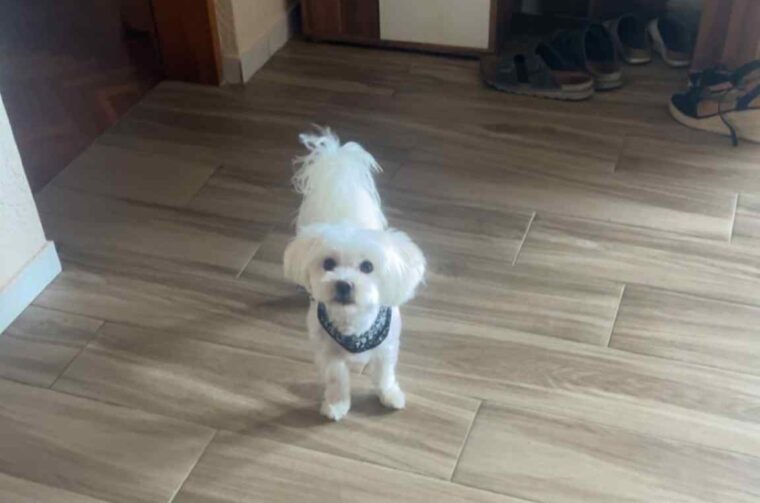 maltezer