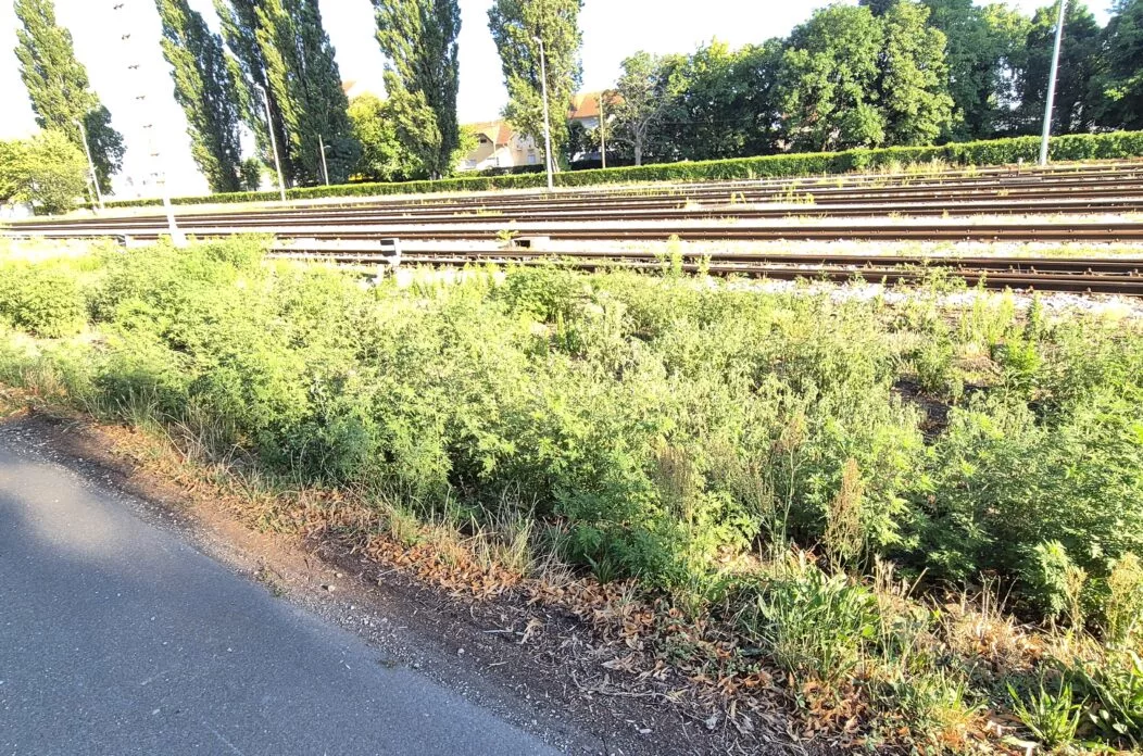 ambrozija – čakovečki kolodvor