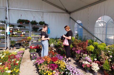 sajam cvijeća prelog 2025 sajam cvijeća prelog 2025