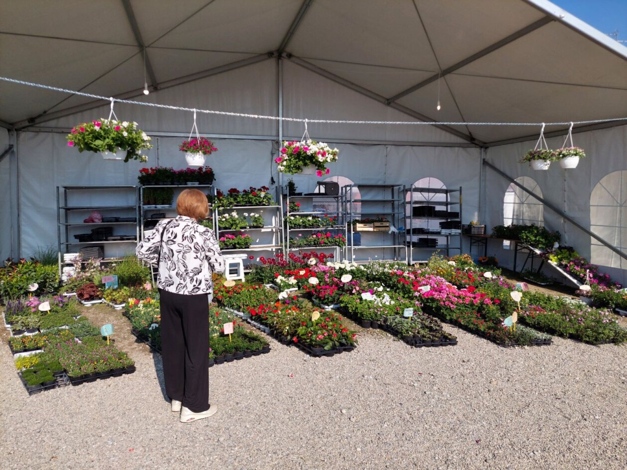 sajam cvijeća prelog 2025 sajam cvijeća prelog 2025