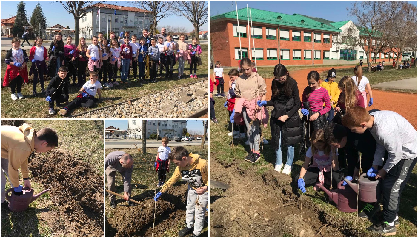Učenici Osnovne škole Prelog sadili mlade sadnice hibiskusa