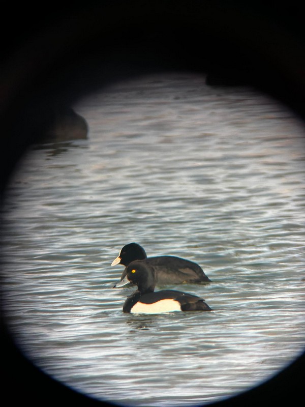 Ptičarenje Marina 2024