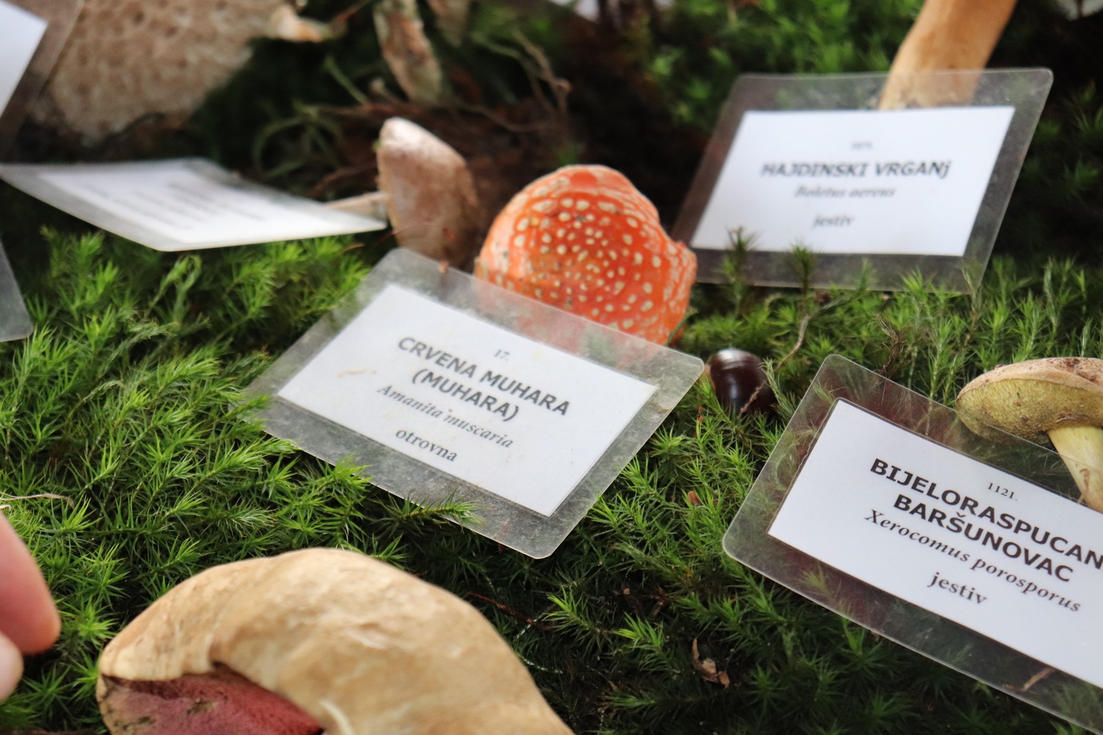 U Goričanu održana Gljivarijada