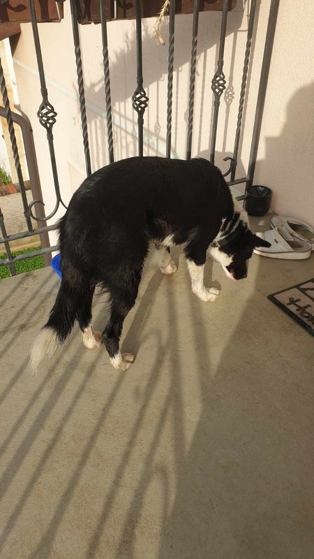 POMOGNIMO Prekrasna crno bijela ženka u tipu pasmine border collie traži svoje ljude