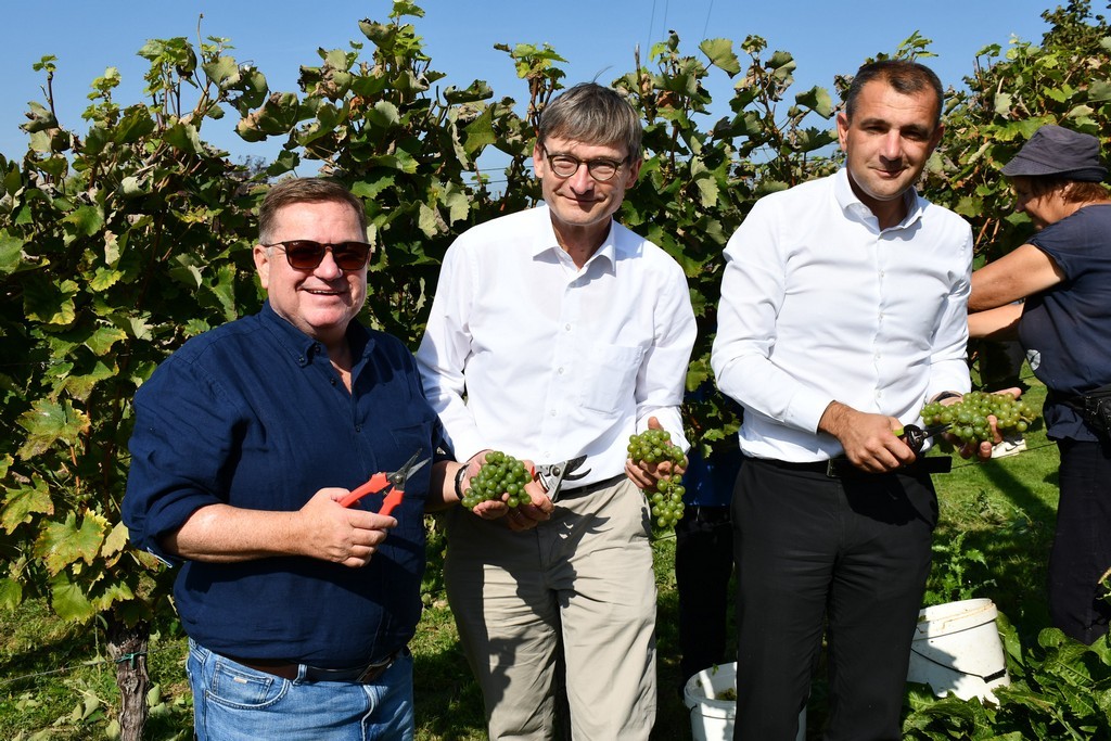 Vinarija Horvat, berba