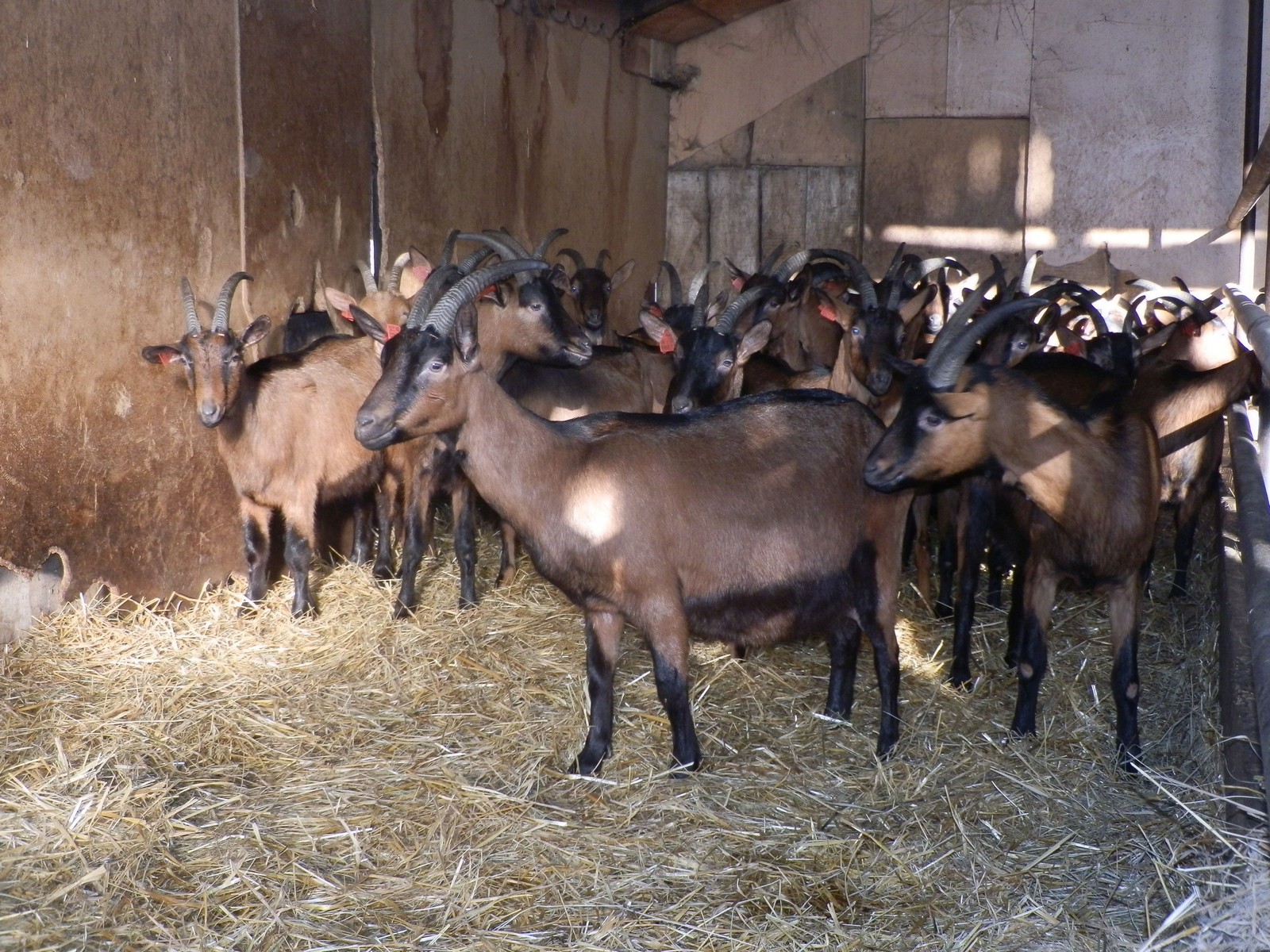 ‘MEĐIMURSKA JARETINA’ U Međimurju se uzgaja čak 40% uzgojno valjanih koza u Hrvatskoj