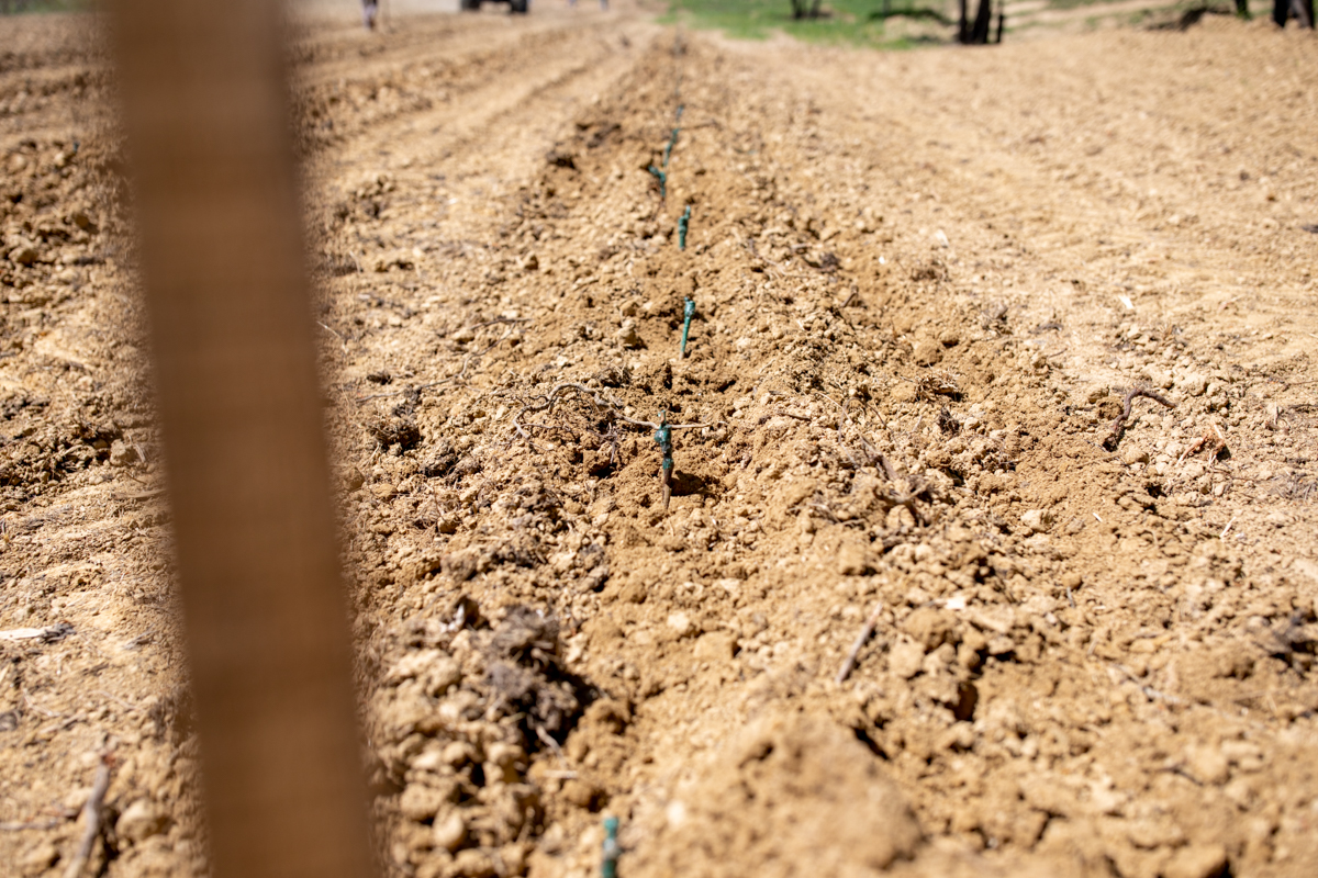 Vinarija Štampar na Mađerkinom bregu zasadila 14 tisuća čokota Pušipela