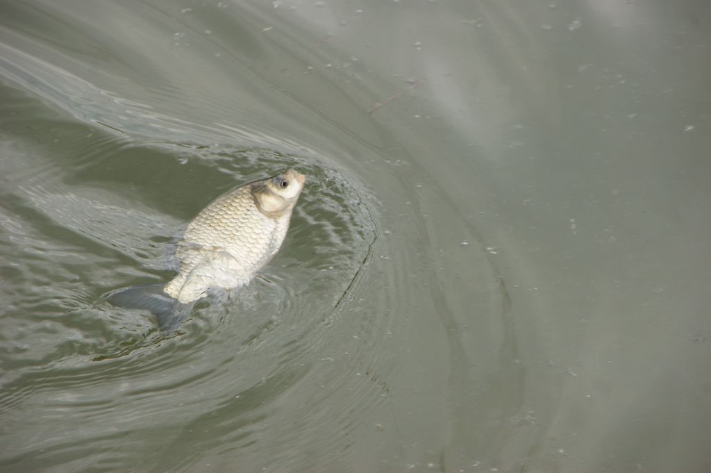 malaskolaribolovadonjimihaljeve