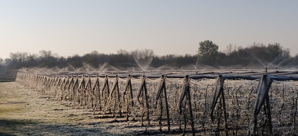 Međimurski voćar Marko Kudec protiv mraza se bori orošavanjem