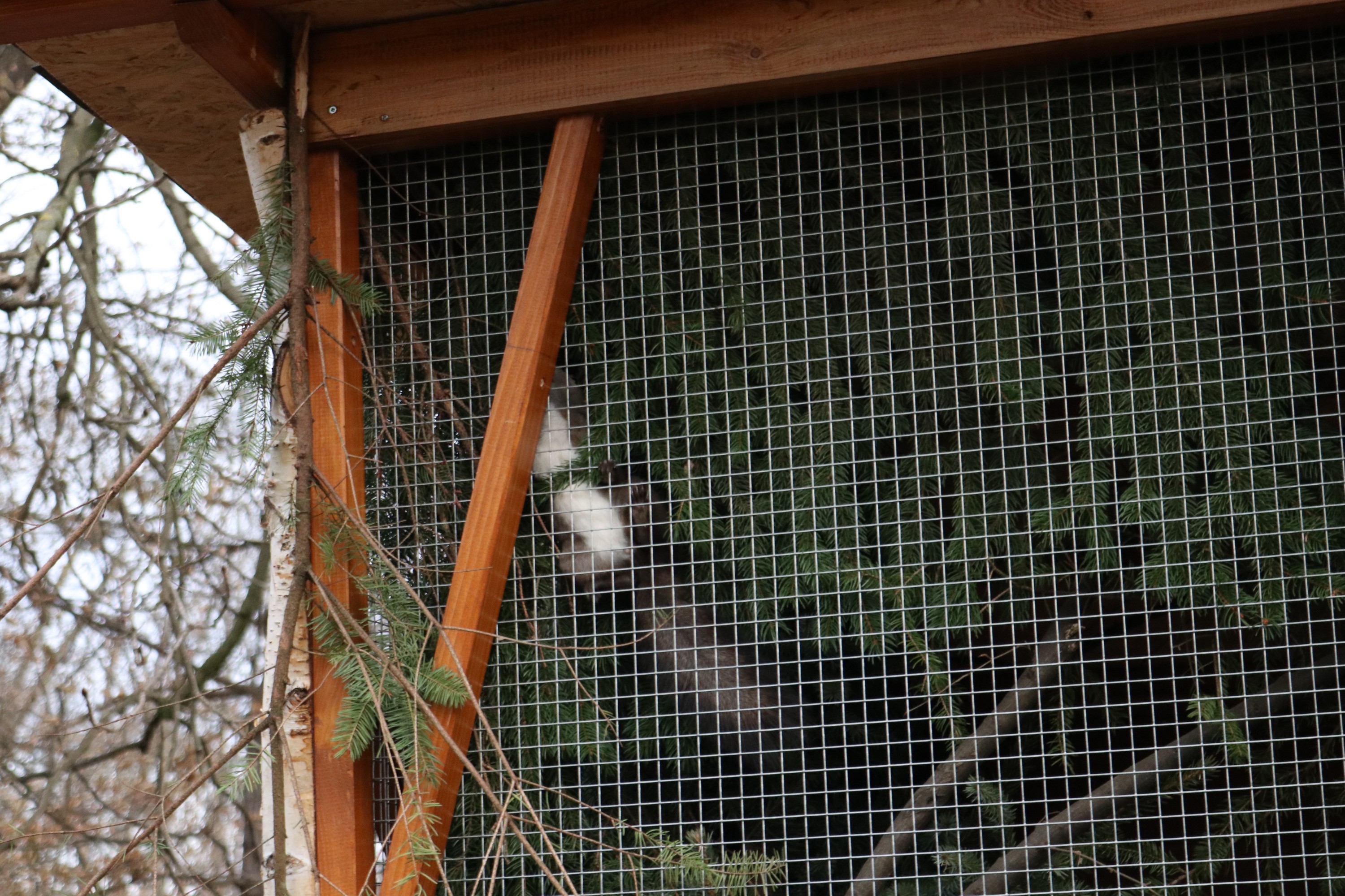Crvene vjeverice stigle u Čakovec