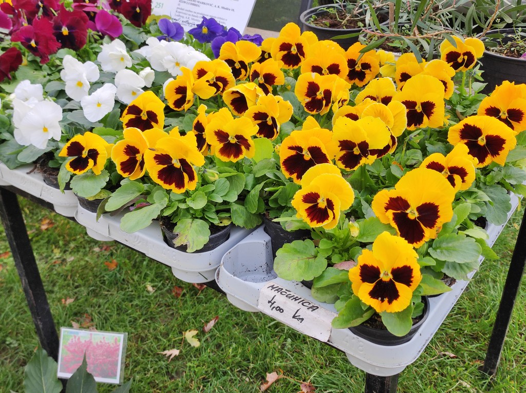 SAJAM SRIJEDOM Jeste li već probali meksički krastavac ili čajot?