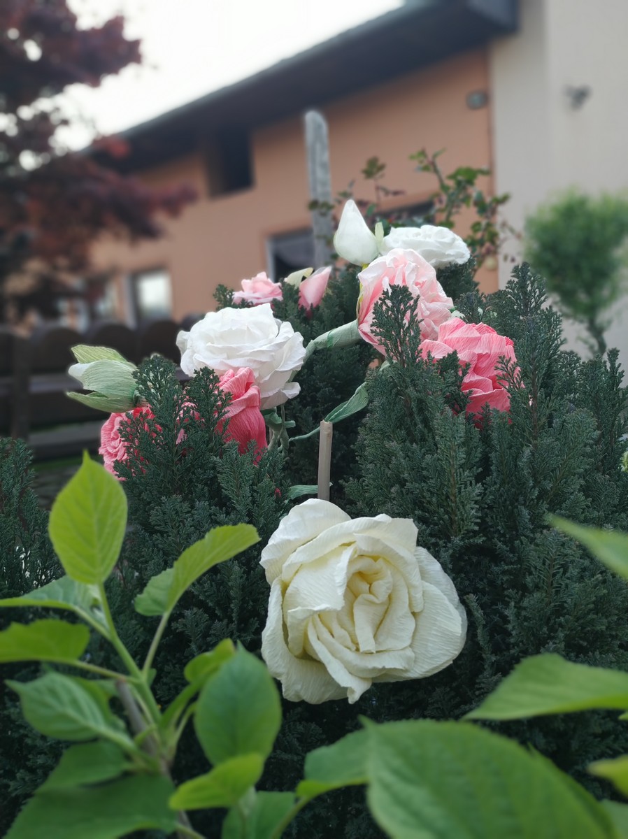 Dvorište Maje Mlakar