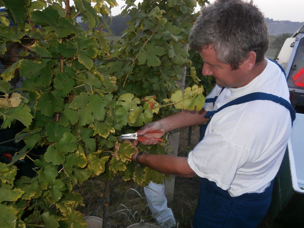 berbaotonela32953224