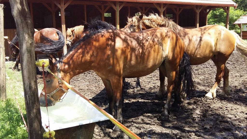 1953172113685233765505021171212