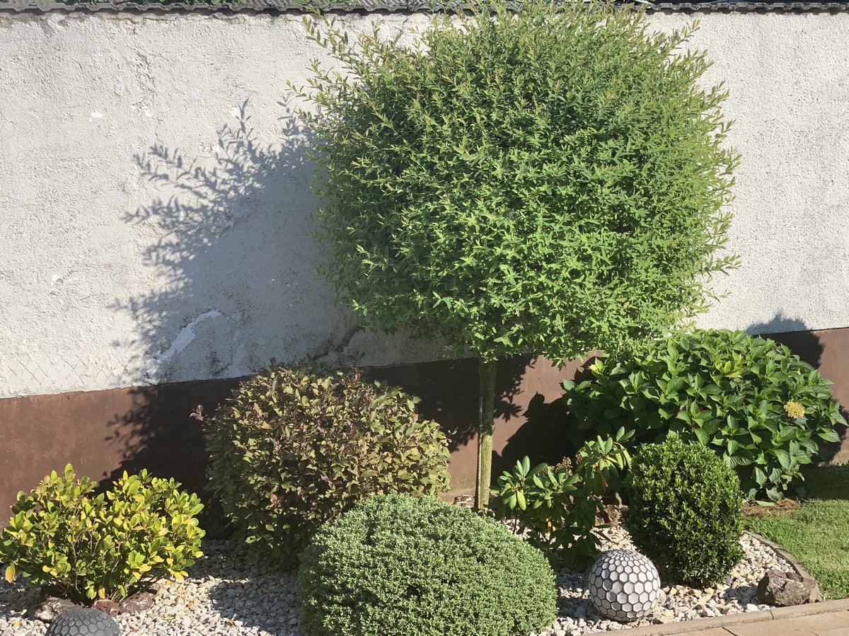 UKRAS MEĐIMURJA Čiji vrt je najljepši? Dodijeljena priznanja, evo tko je bio najkreativniji