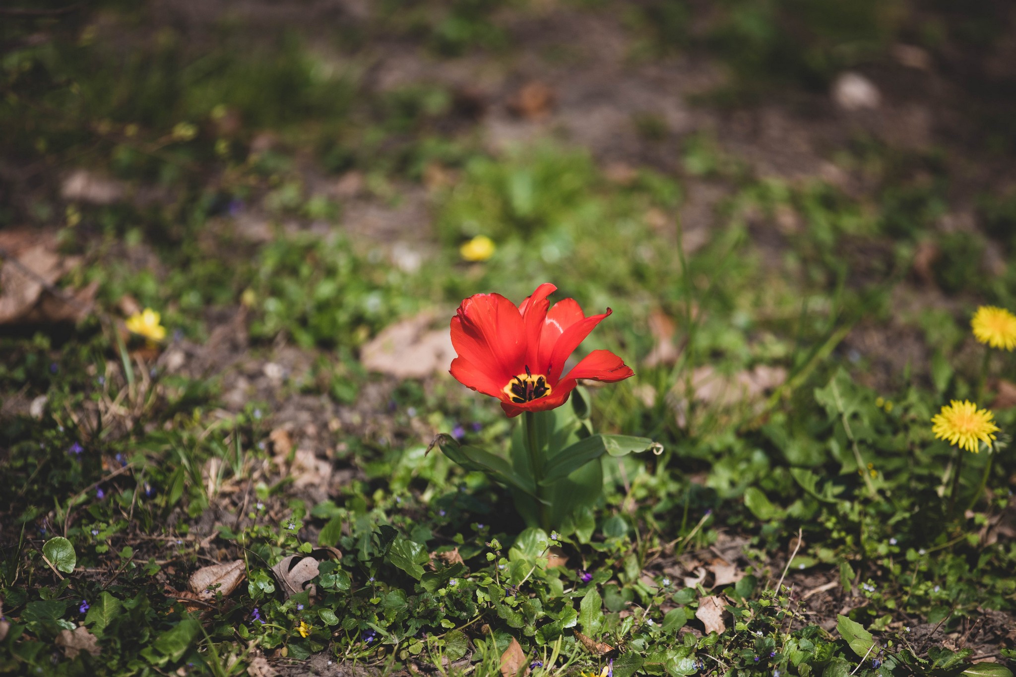 Proljetna cvjetna rapsodija u Međimurju iz objektiva Miroslave Novak Hranjec