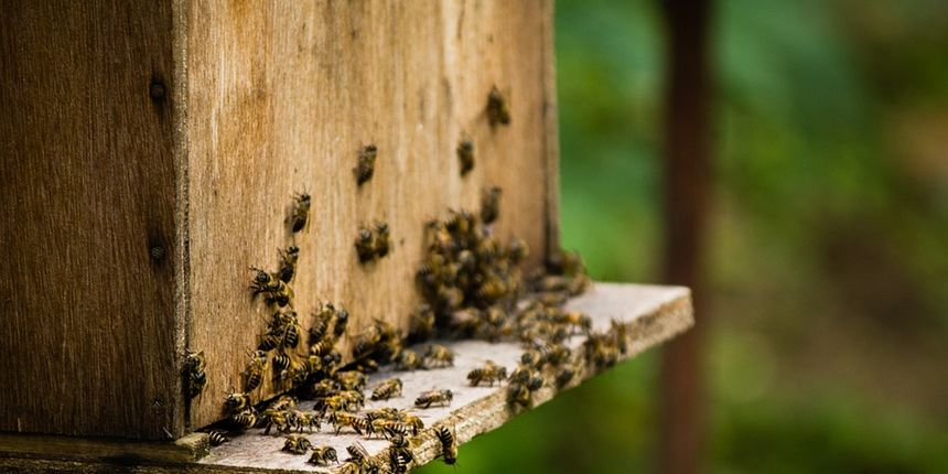 bees139605960720990759 bees139605960720990759