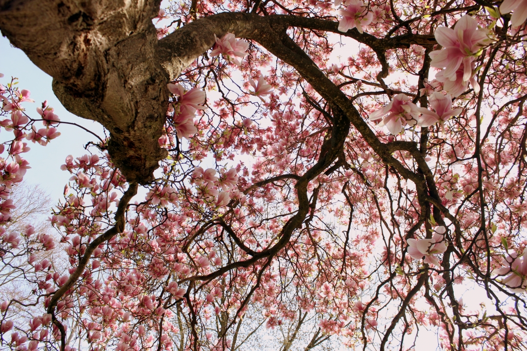 leonavadlja5rstaraljepotica5846