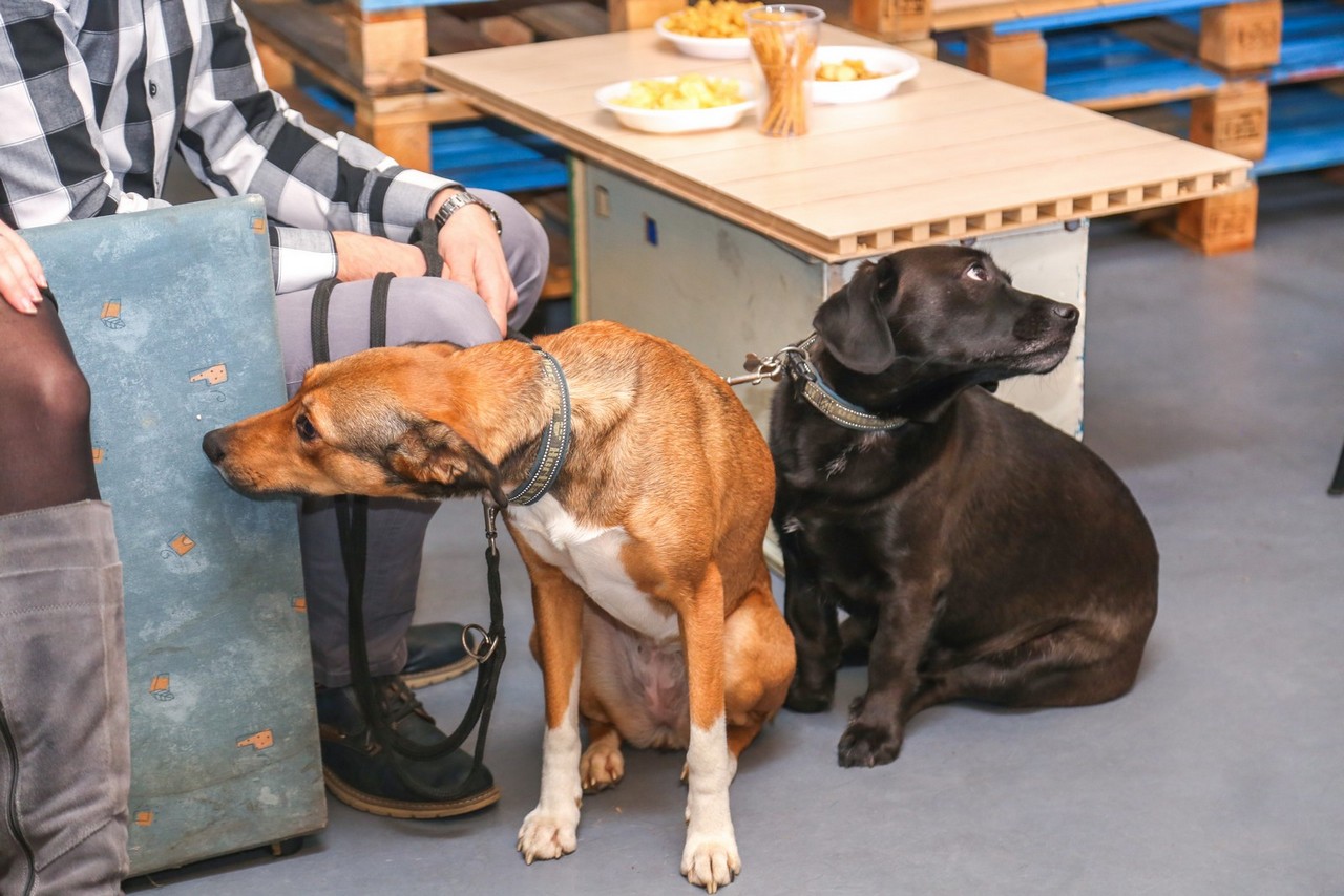 Humanitarno fotkanje s ljubimcima za pomoć azilu Prijatelji Čakovec